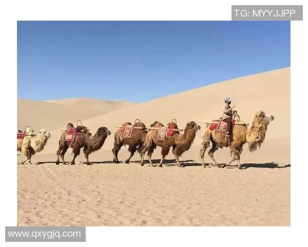 藏族足球明星的传奇故事与成就揭示了民族精神与体育的完美结合